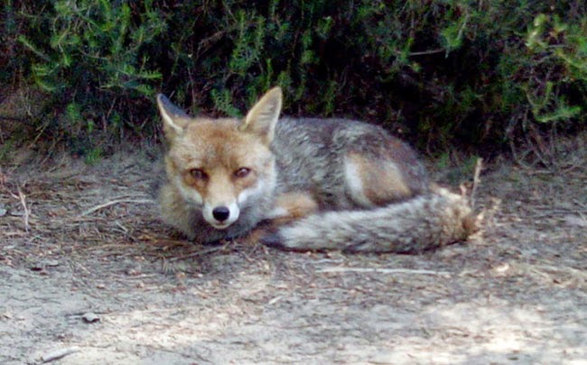 Raposa que eu fotografei, nunca tinha visto tão de perto como no Parco dell'Uccellina, na Toscana