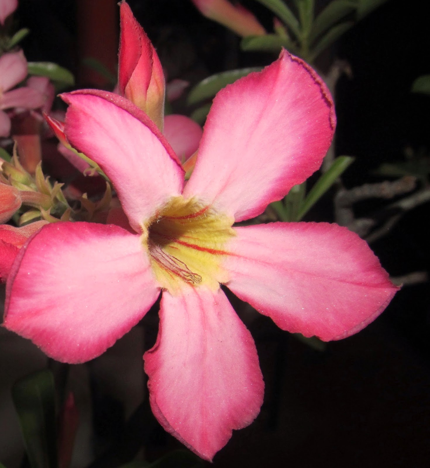 Natural And Unique Photography Desert Rose Flower