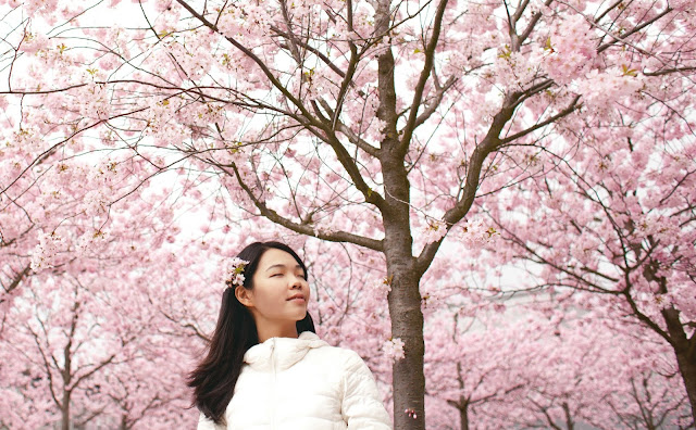 Woman in cherry blossom garden
