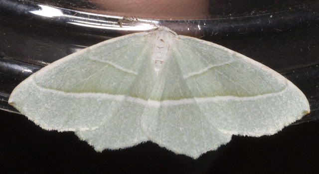 Light Emerald, Campaea margaritata.  Geometer.  Moth morning on Sevenoaks Wildlife Reserve, led by Susanna Clerici.  14 August 2011.