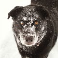 My Snowy Bear