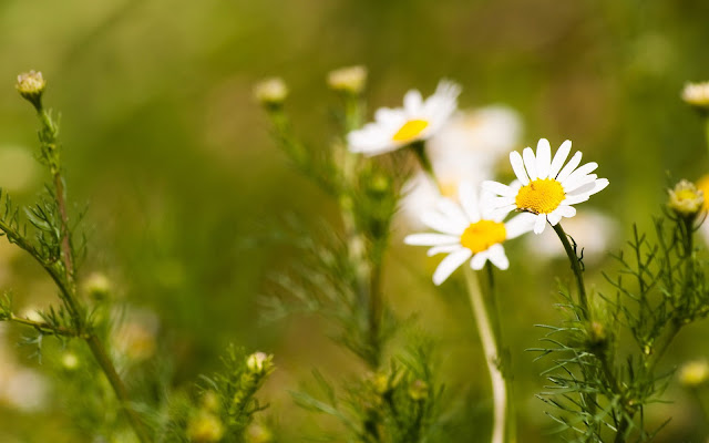 Chamomile Wallpapers - හැමදේම එකට