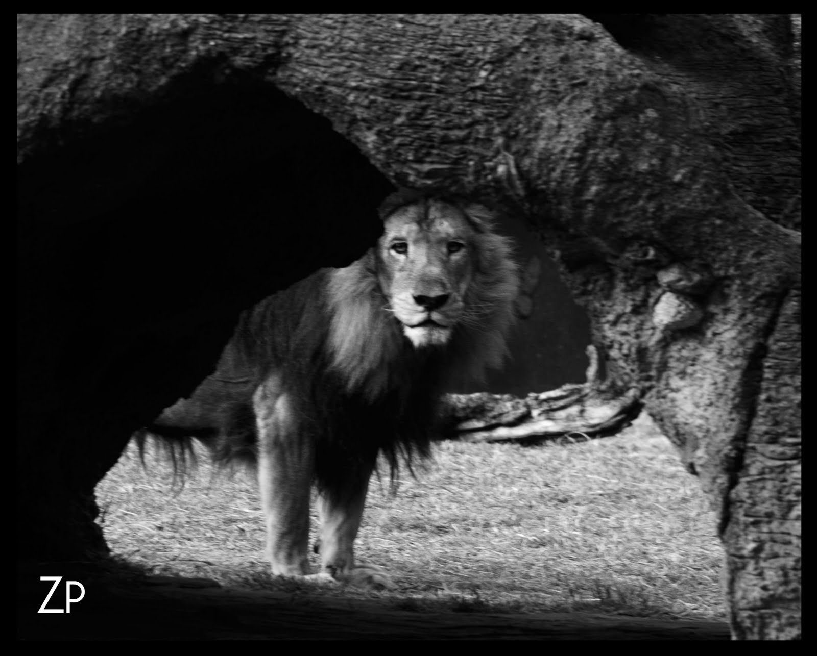 Sara MadreEsposaMujer: Animales Blanco y Negro