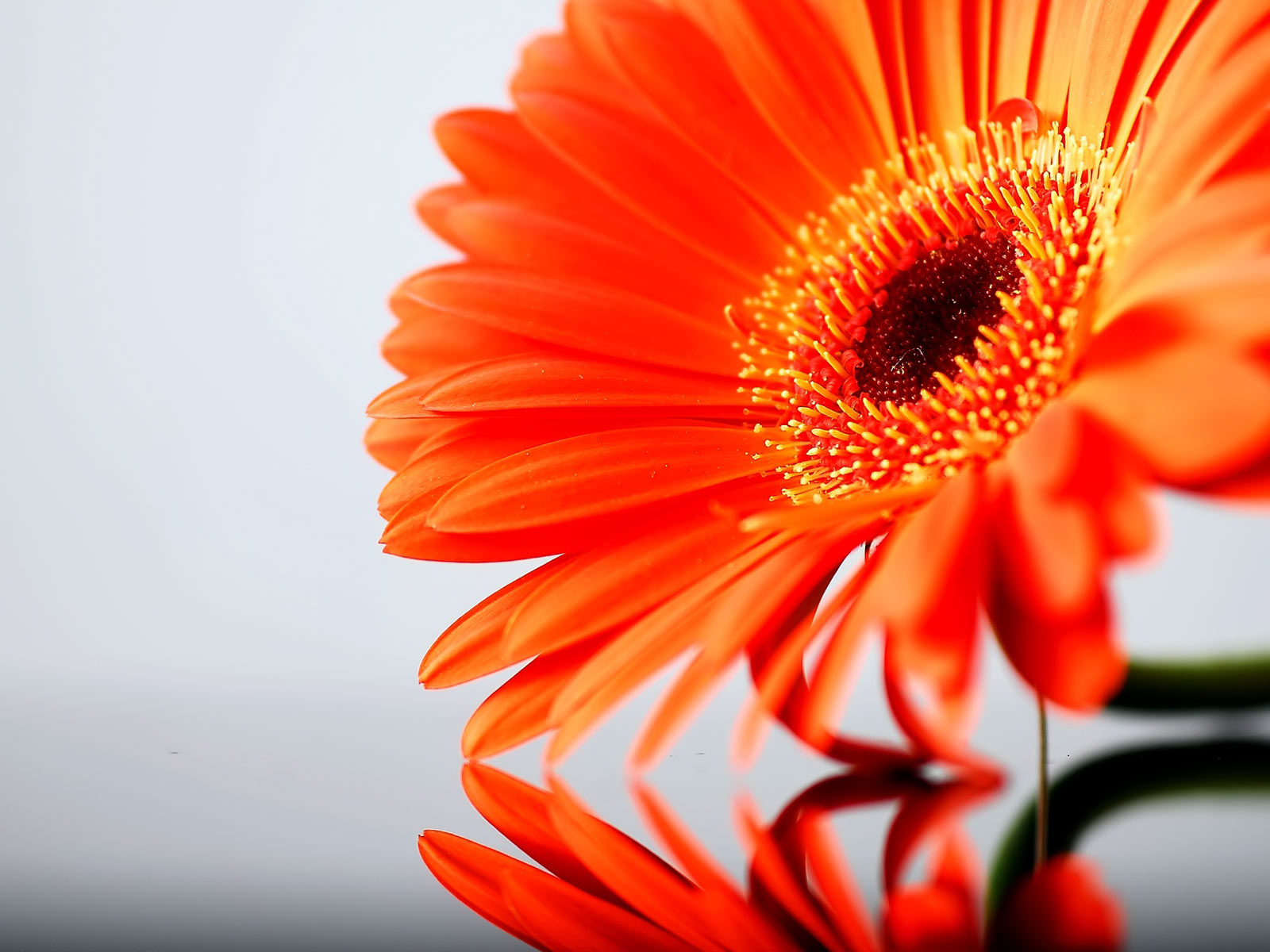 My Background Blog: orange flower background