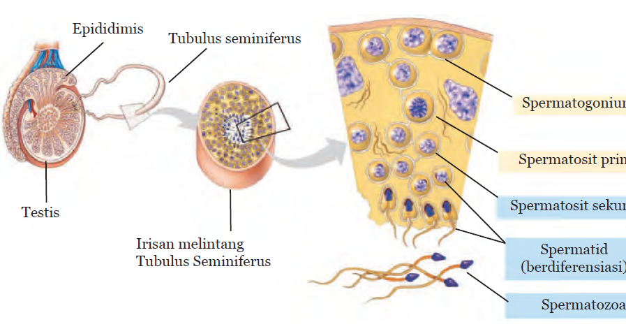ROSID MARWANTO, S. Pd Spermatogenesis dan Oogenesis