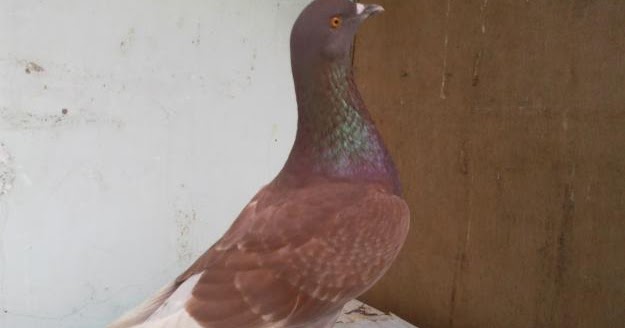 CIRI CIRI BURUNG MERPATI JANTAN DAN BETINA MERPATI