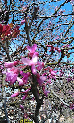 Judas Tree A Couple Of Weeks Later