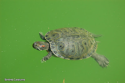 Tortuga d'orelles vermelles (Trachemys scripta elegans) 