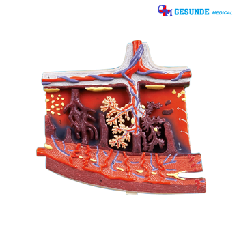 Torso model plasenta bayi Torso model plasenta bayi