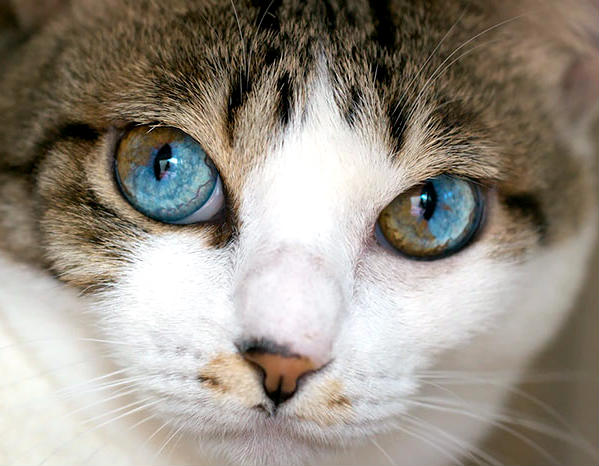 Mundo del gato color ojos
