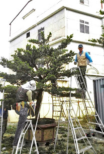 羅漢松整枝服務電話    0929-970733