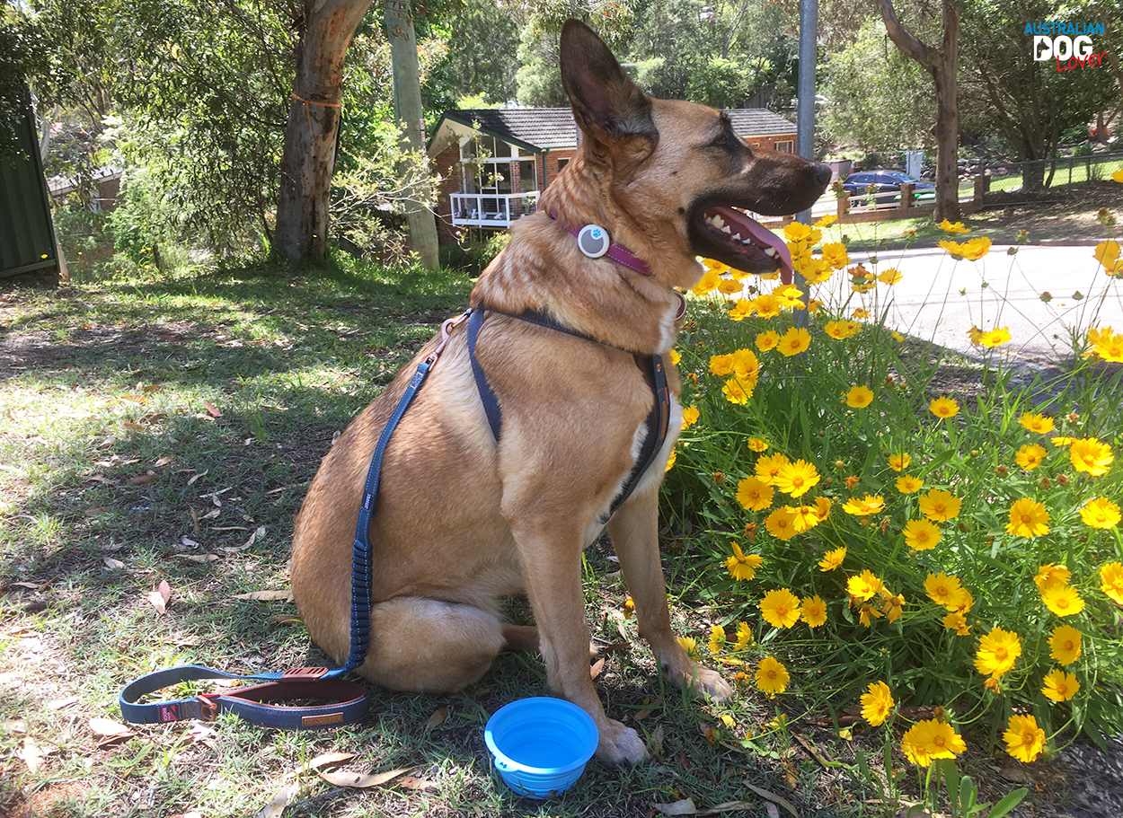 Malinois Aramis trials Sure Petcare's Animo Activity Tracker on a hot day in Sydney