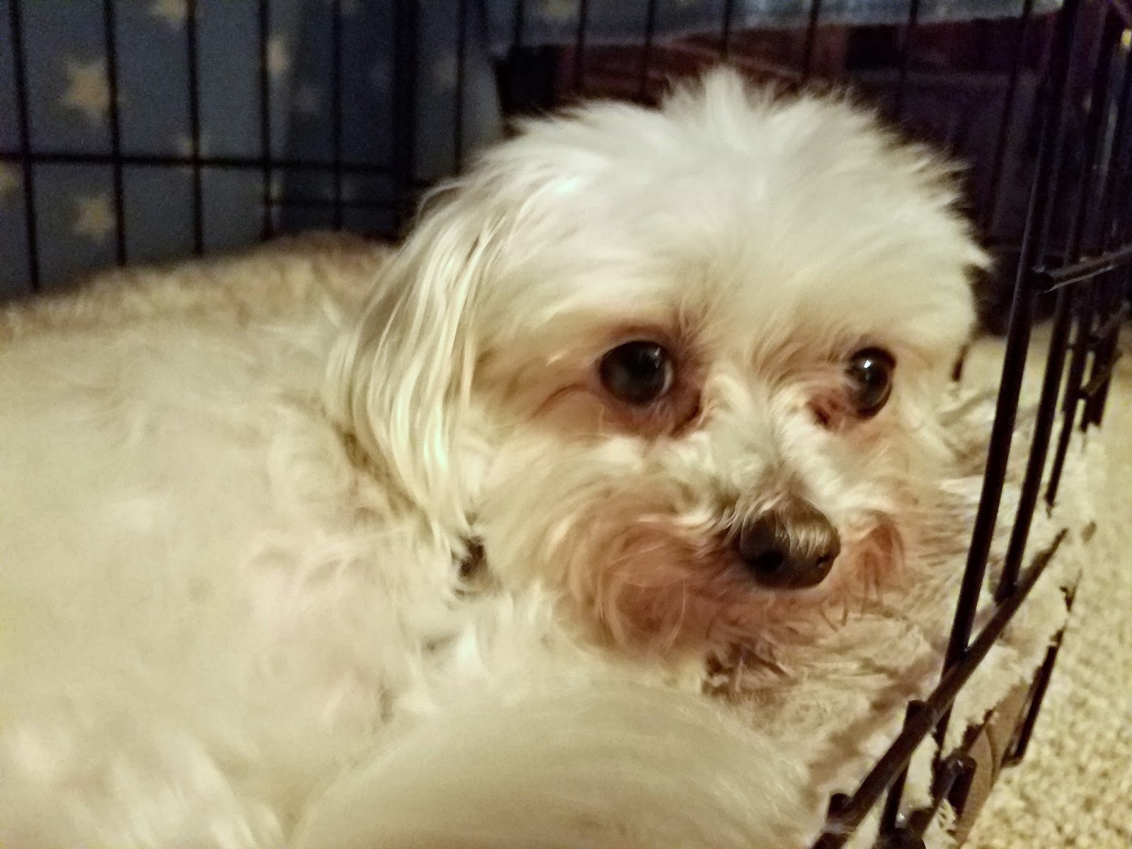 Red Rover Pet Care About