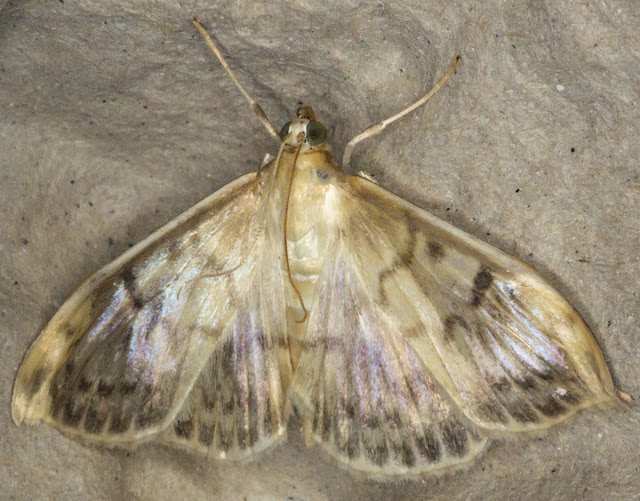Mother-of-Pearl, Pleuroptya ruralis.  Micromoth.  Moth morning on Sevenoaks Wildlife Reserve, led by Susanna Clerici.  14 August 2011.