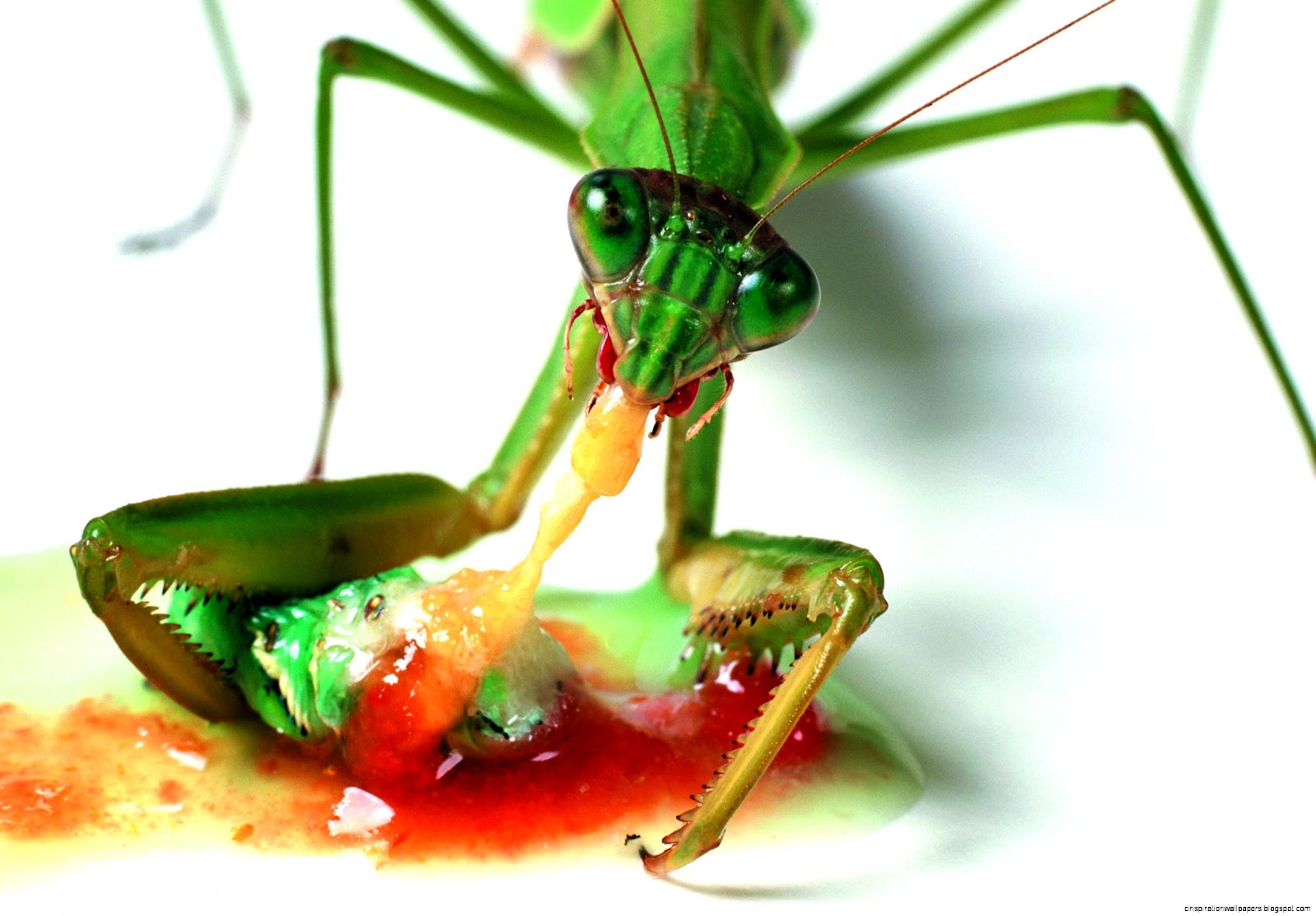 Praying Mantis Eating
