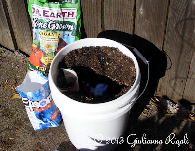 Mixing up the soil for the mystery tomato plant. 