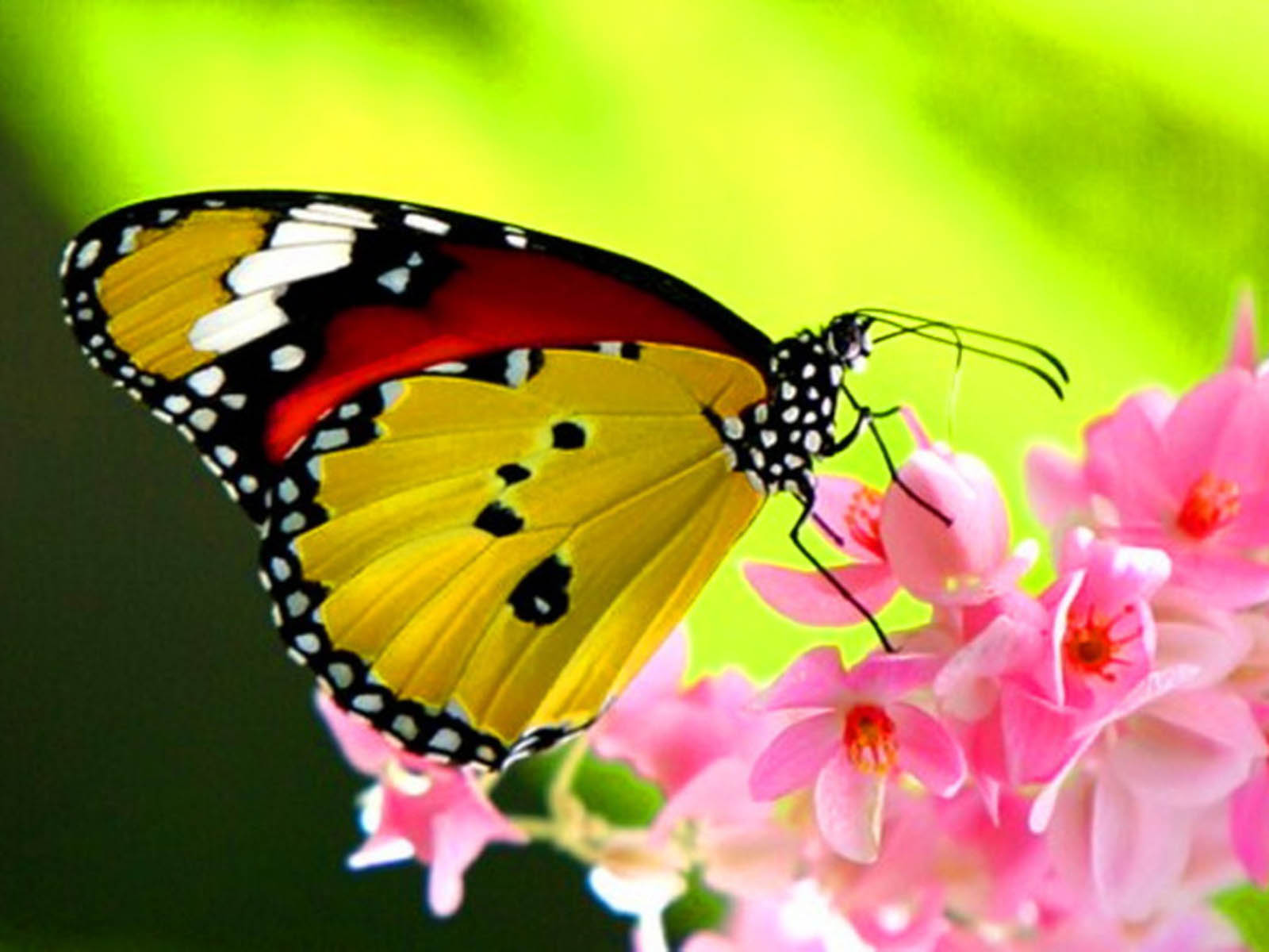 Beautiful Butterfly Desktop Wallpaper
