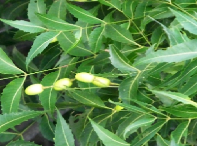 Benefits of Neem for hair, skin and health How to use neem to Maintains Dental Health Benefits of Neem for hair, skin and health How to use neem to Maintains Dental Health