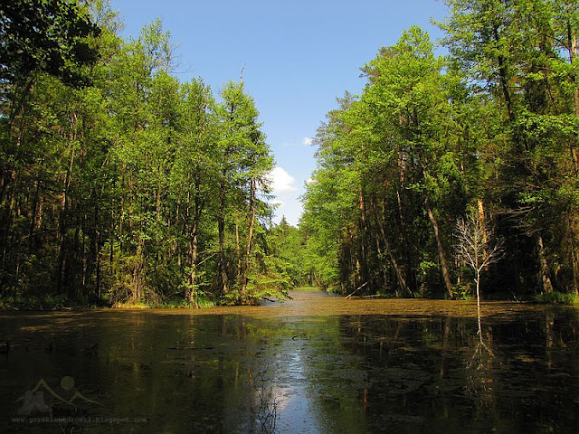 Czarny Staw (Roztoczański Park Narodowy).