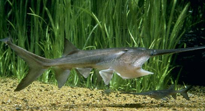 Chinese paddlefish ikan air tawar terbesar 