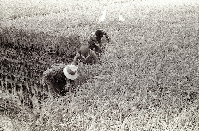 Jinan, Queshandongcun, moissons, riz, © L. Gigout, 1990