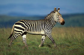 The Life of Animals: Zebra