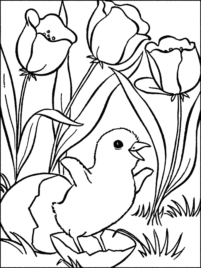 Mewarnai Gambar Bunga Tulip Cantik Dan Anak Ayam Lucu Menetas