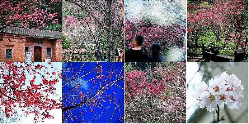 台灣櫻花季