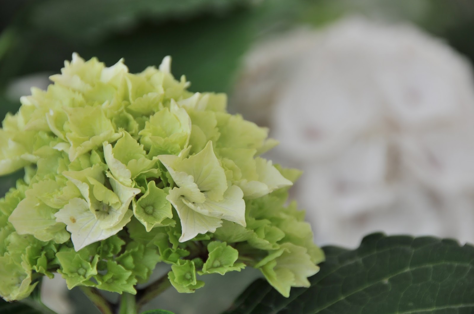 Everlasting Summer Hydrangeas Sun Valley