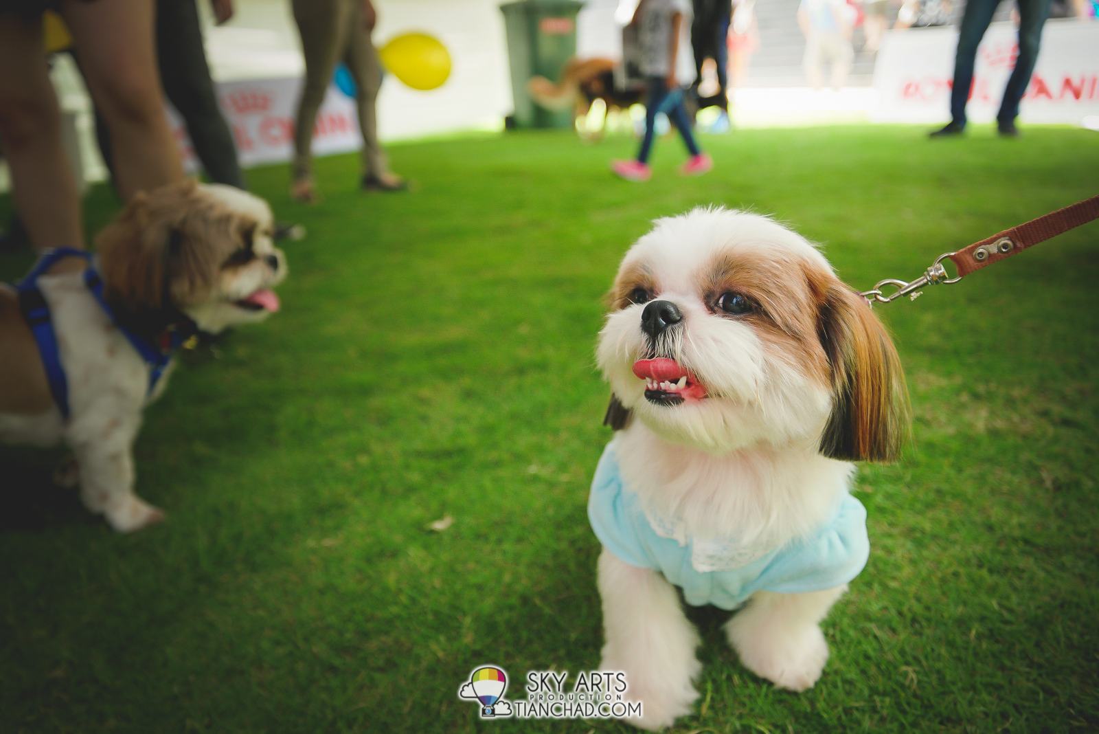 Shih Tzu with his hair trimmed