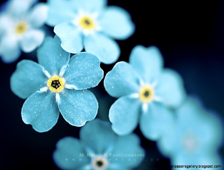 60 Beautiful Flowers Wallpapers Wallpaper Wednesday   Hongkiat