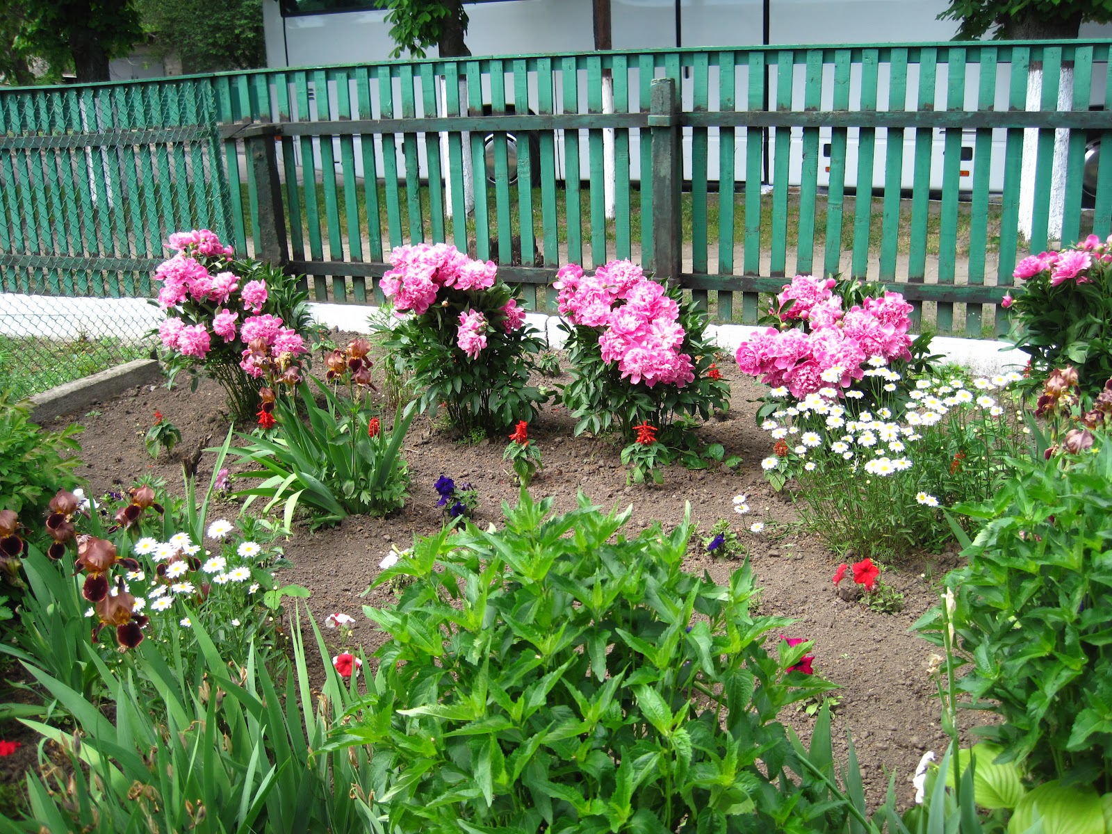 Enjoying My Garden Flowers of Ukraine...