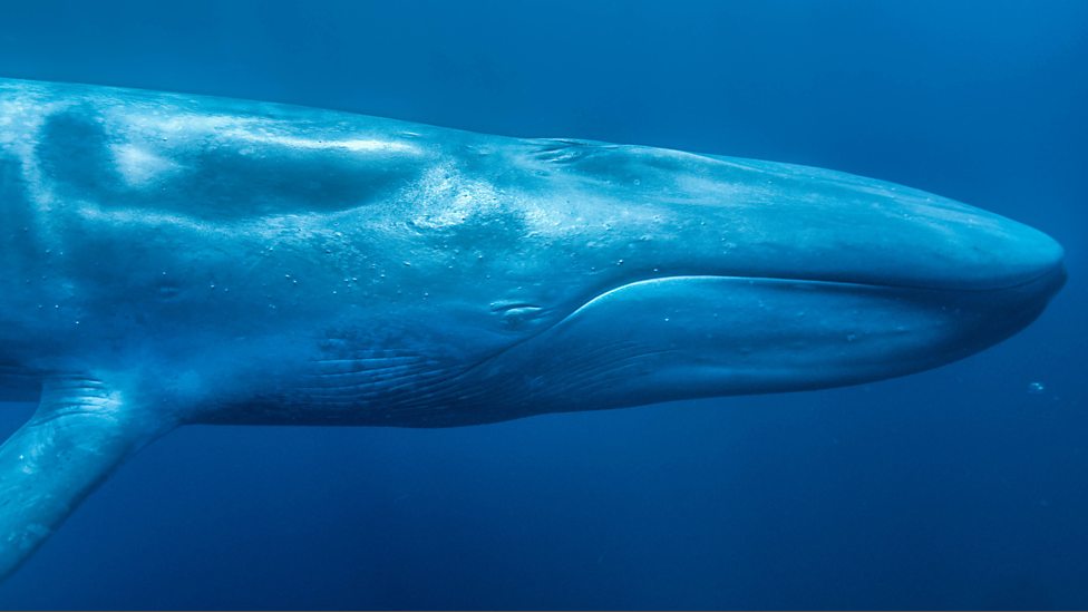 Blue whales have been protected worldwide by the International Whaling