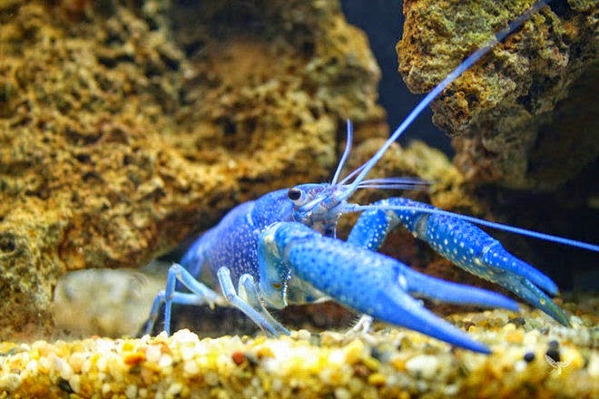 5 Hewan Unik Berwarna Merah Muda