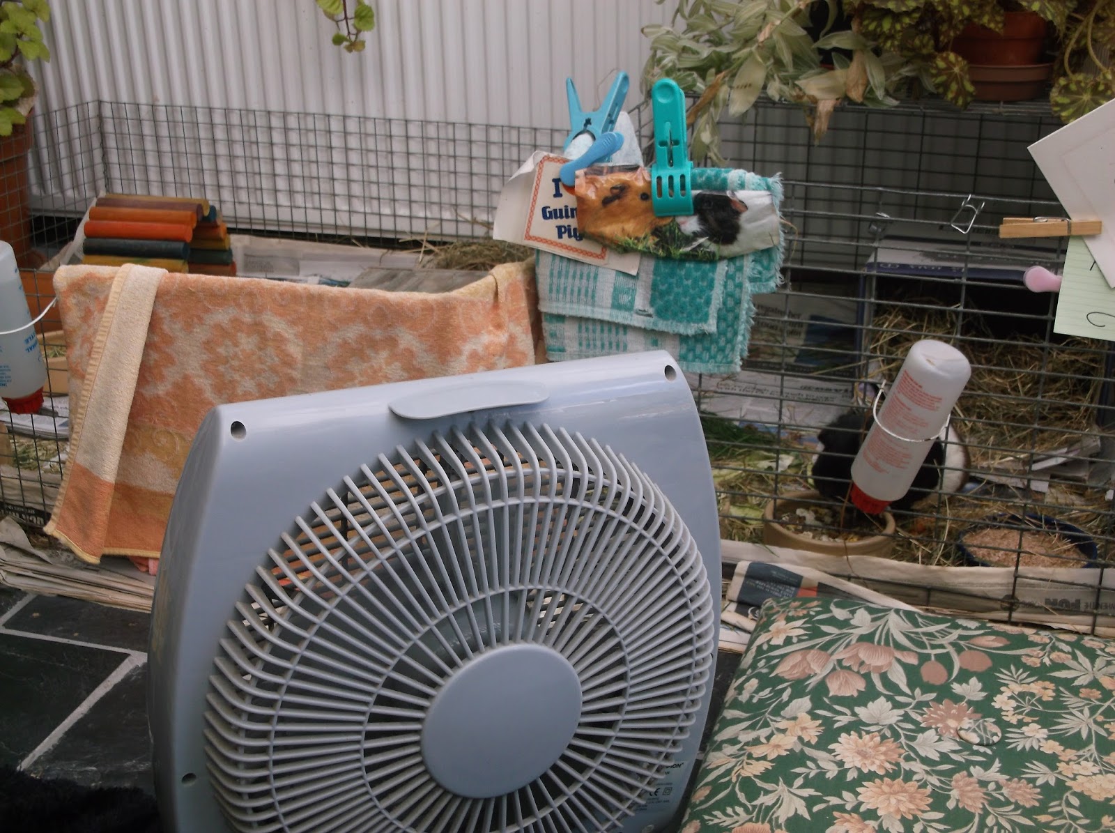 Undercover Guinea Pigs A Piggy AZ. F is for Fans