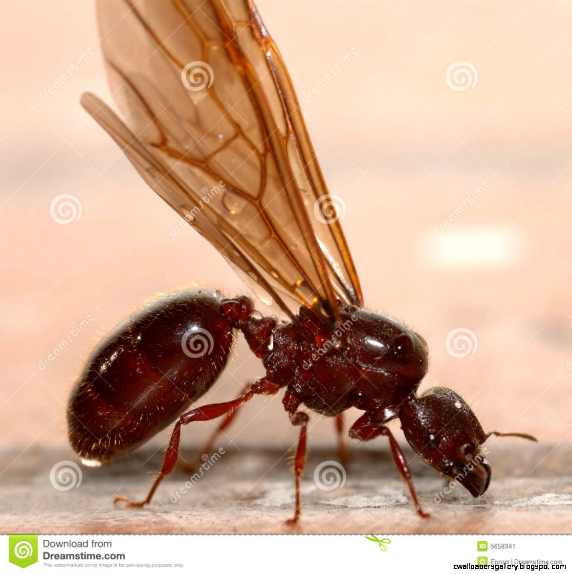 Red Ants With Wings | Wallpapers Gallery