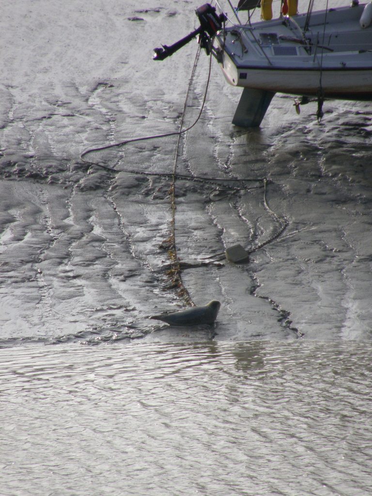 Sussex Marine Wildlife Jottings Juvenile seal in River Adur, Shoreham