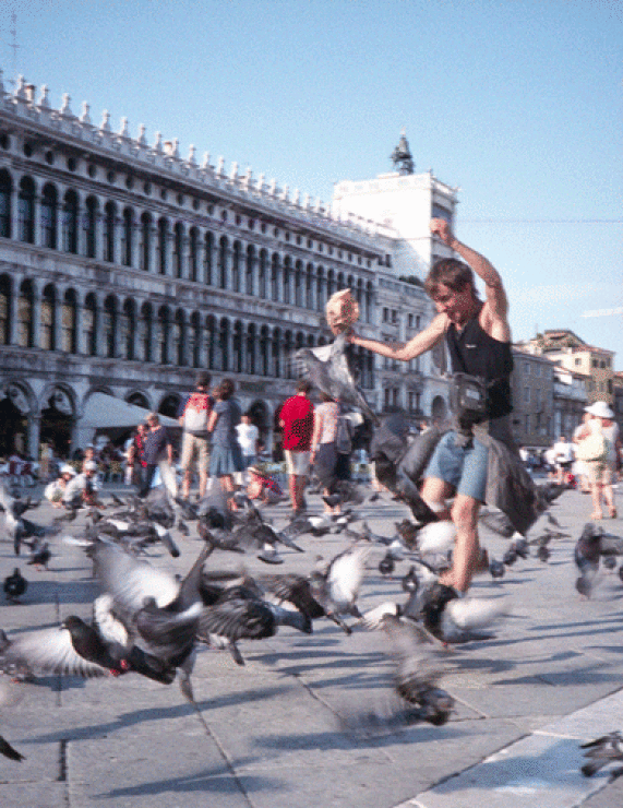 Гонял по крышам голубей слушать. Голуби на площади Сан-Марко в Венеции. Голуби на крыше. Голуби на площади. Голубей гонять.