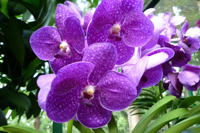 Orchidea fioletowa