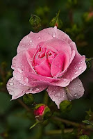 Una rosa para Julia, por siempre...♥