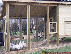 coop chicken m101 plans construction success building build
