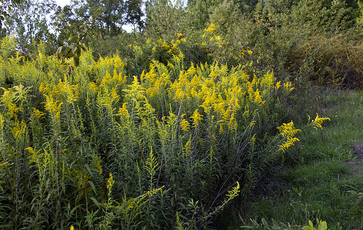 championship goldenrod