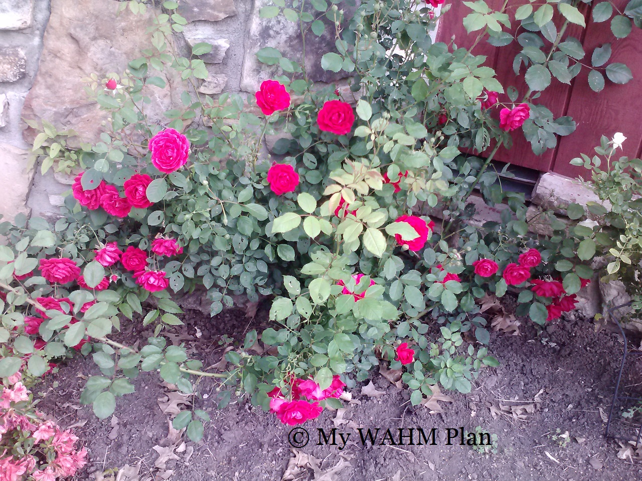 Red #Roses