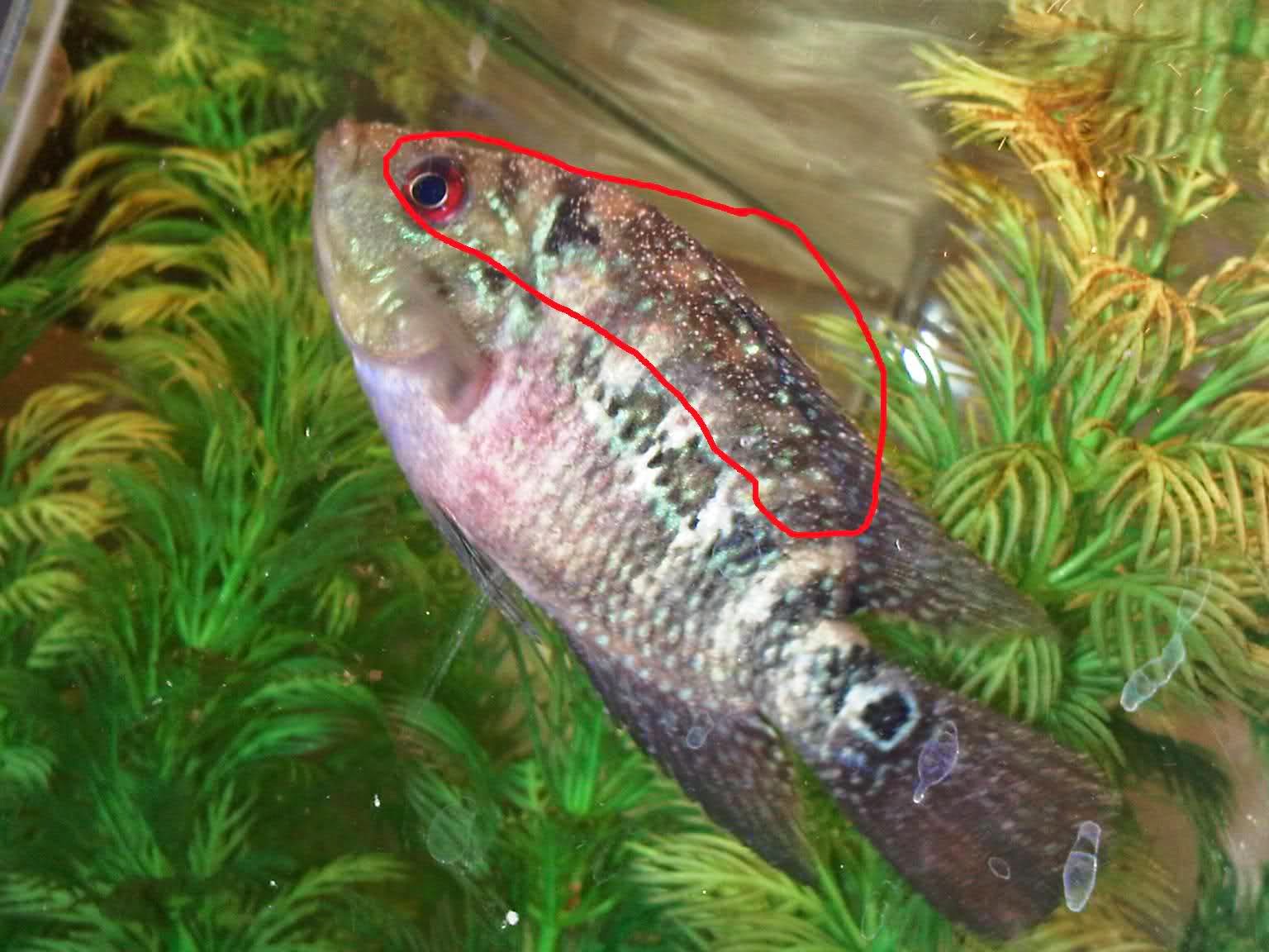 its all about Flowerhorn