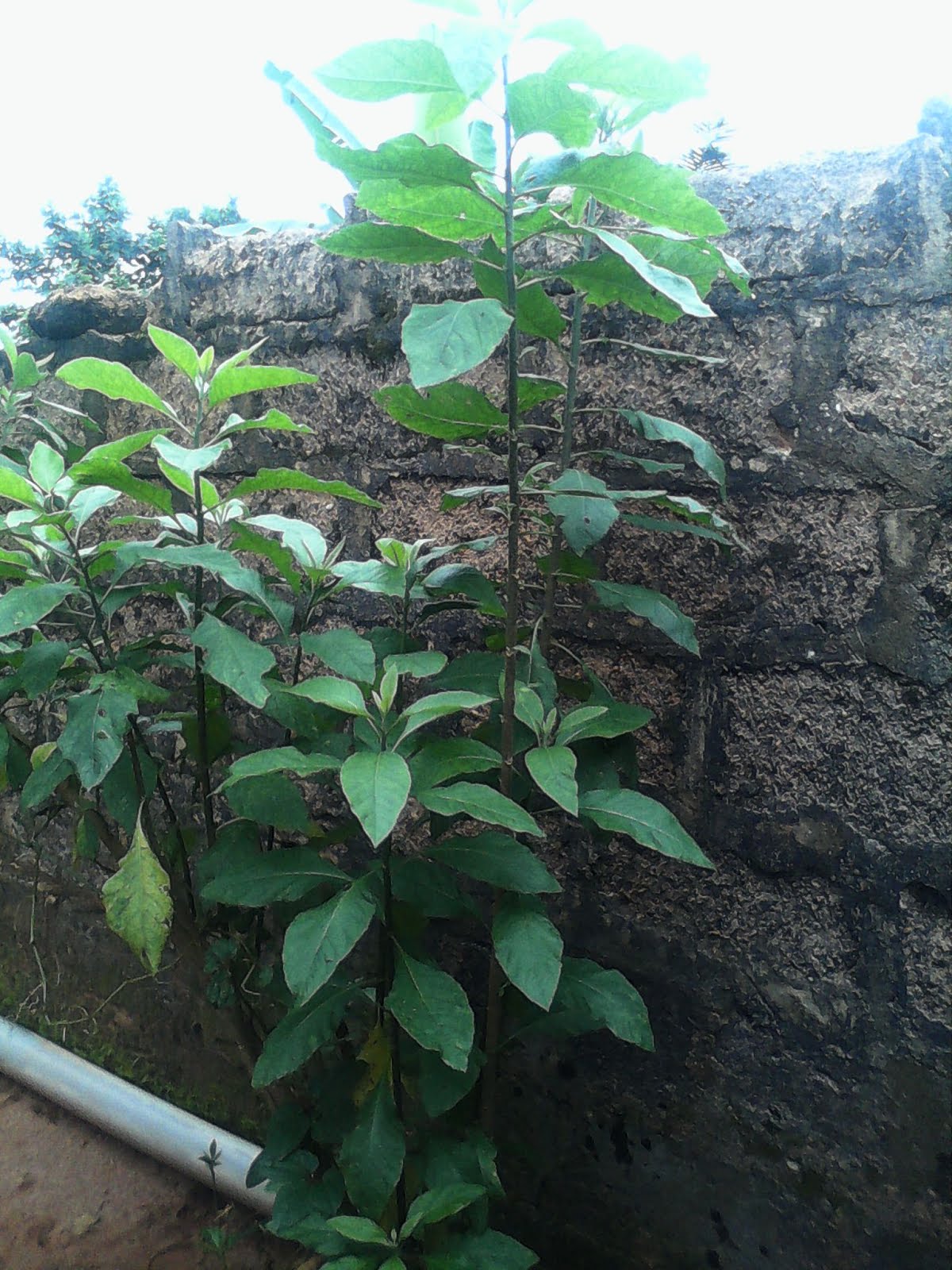 Unlock Incredible Health With These 22 Bitter Leaf Benefits - ot3gbiq