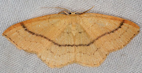 Clay Triple-lines, Cyclophora linearia.  Geometer.  Larval food plant: Beech. Kent  Butterfly Conservation mothing event at Oldbury Hill, 10 June 2012.