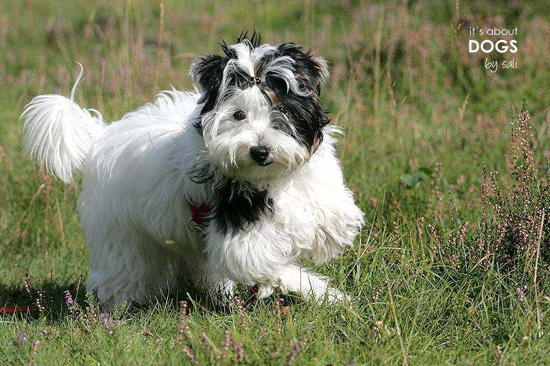 Biewer Yorkshire Terrier Lotta  beim Rennen in der Heide