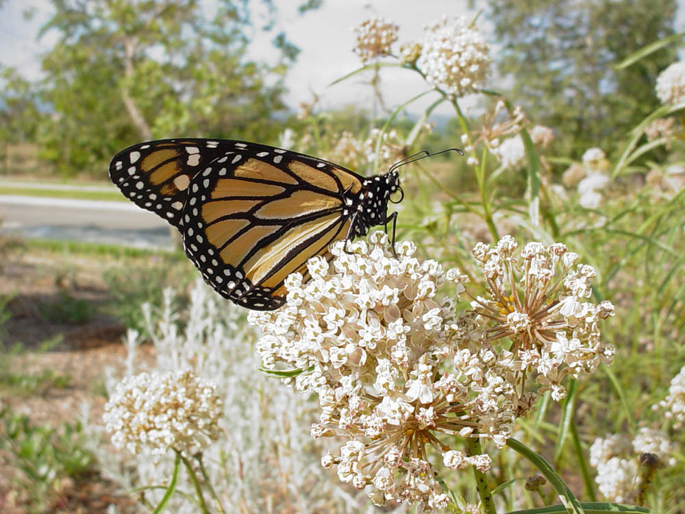 Mother Nature's Backyard A Waterwise Garden Plant of the Month