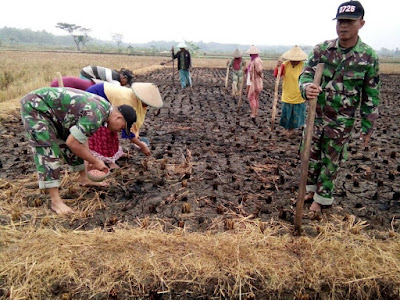 BABINSA BALEHARJO, PPL DAN POKTANI MADYO TANI TANAM KEDELAI