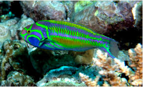 Inilah Jenis Ikan Hias Air Laut Untuk Akuarium Terlengkap